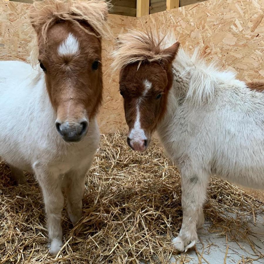 Delny Glamping And Farm Animals Ξενοδοχείο Invergordon Εξωτερικό φωτογραφία