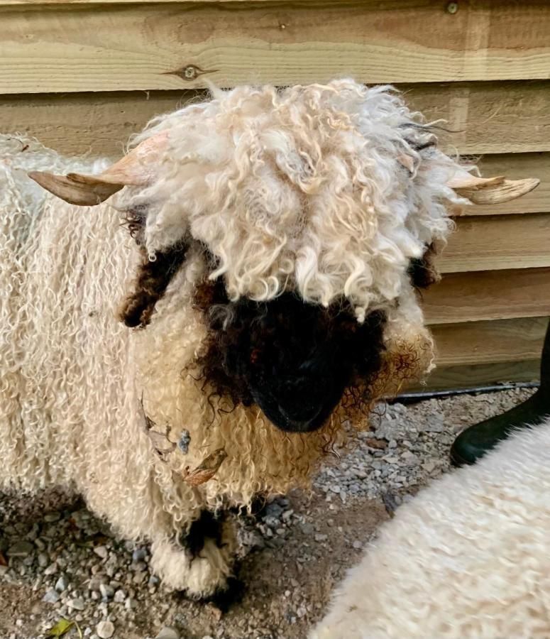 Delny Glamping And Farm Animals Ξενοδοχείο Invergordon Εξωτερικό φωτογραφία