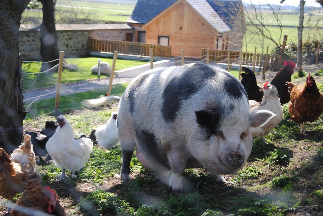Delny Glamping And Farm Animals Ξενοδοχείο Invergordon Εξωτερικό φωτογραφία