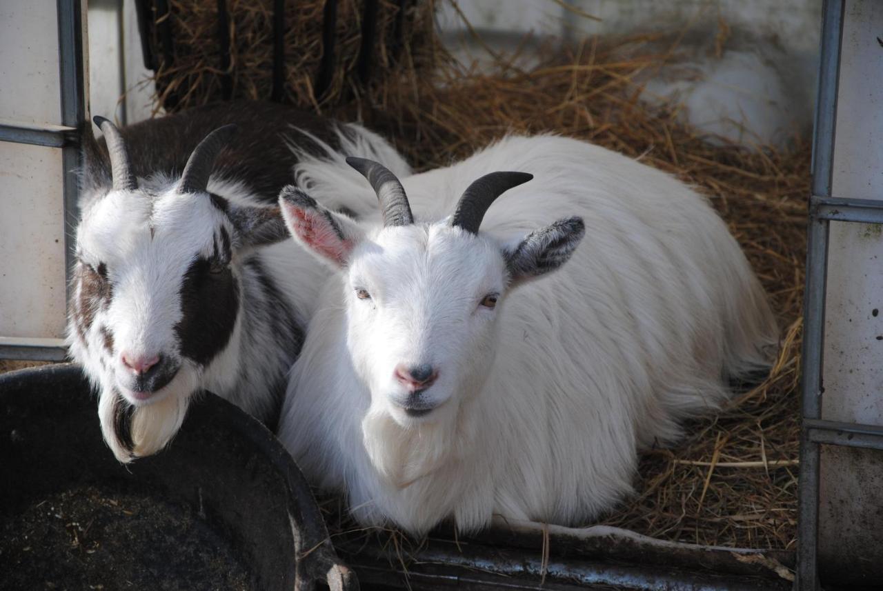 Delny Glamping And Farm Animals Ξενοδοχείο Invergordon Εξωτερικό φωτογραφία