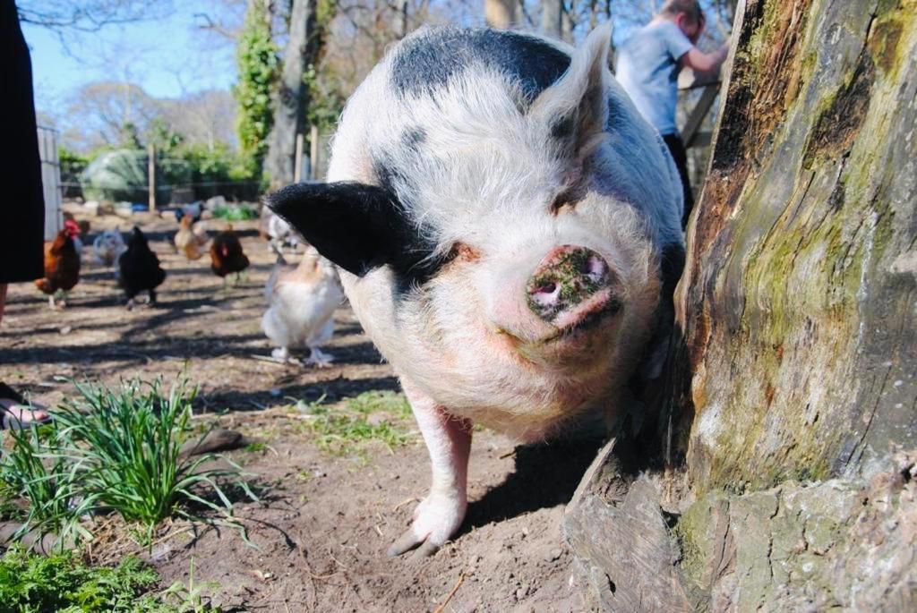 Delny Glamping And Farm Animals Ξενοδοχείο Invergordon Εξωτερικό φωτογραφία